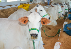 Expoagro 2025 começa a receber os Gados Nelore