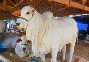 Expoagro começa nesta quinta-feira com exposições de animais de grande porte