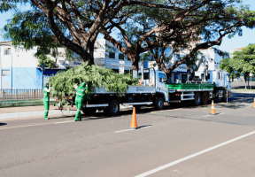 Prefeitura intensifica trabalho de poda de árvores em diversas regiões da cidade