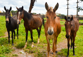 Canil fará leilão de 21 animais nesta terça-feira