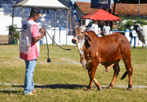 54ª Expoagro termina neste domingo com a Expocães