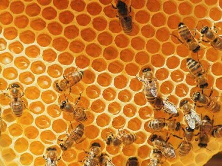 apicultura mel hp