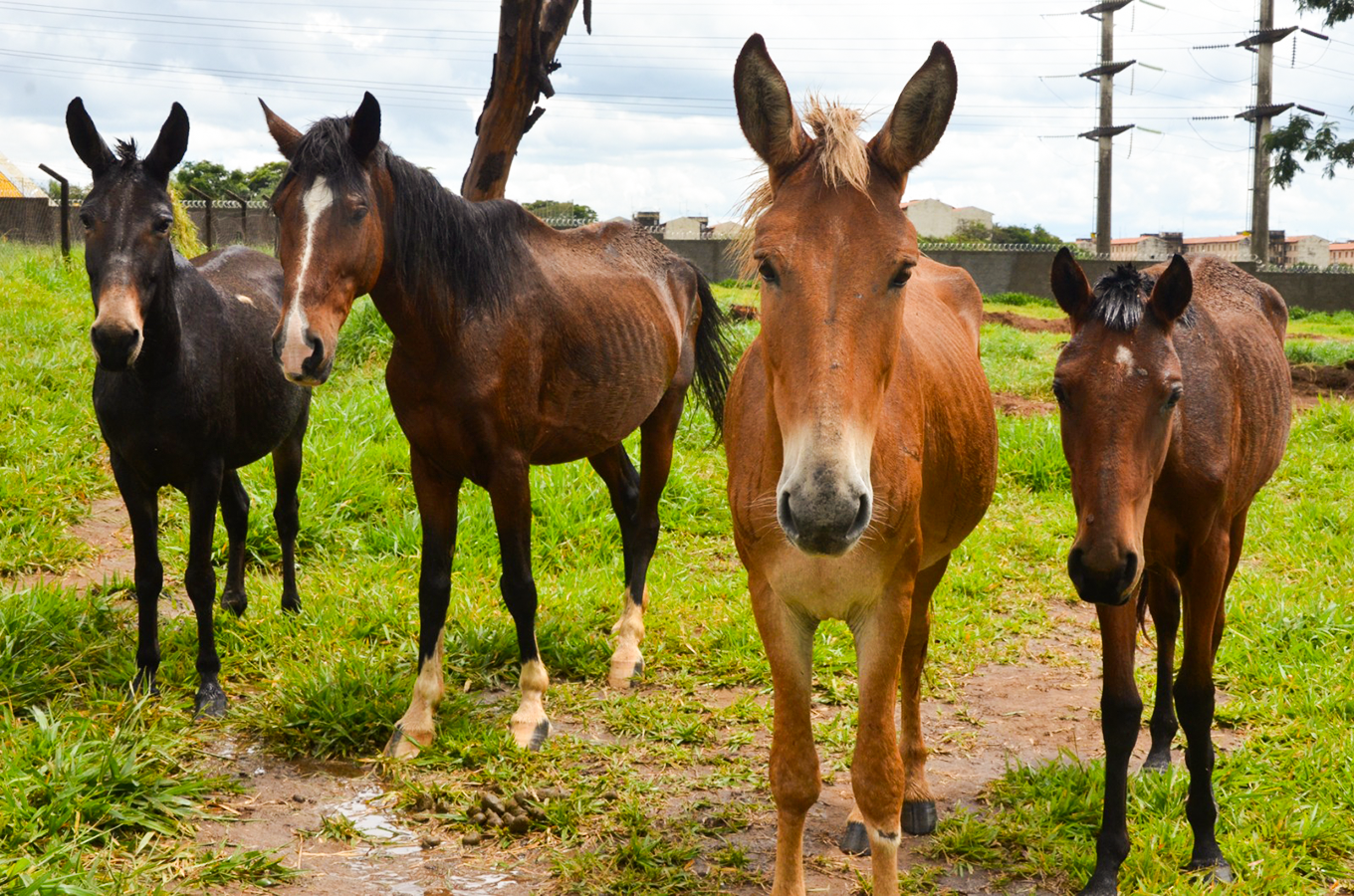 animais Canil Municipal original