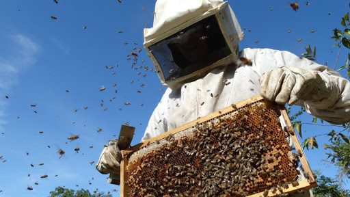apicultura original