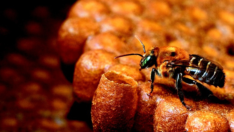 abelhas original