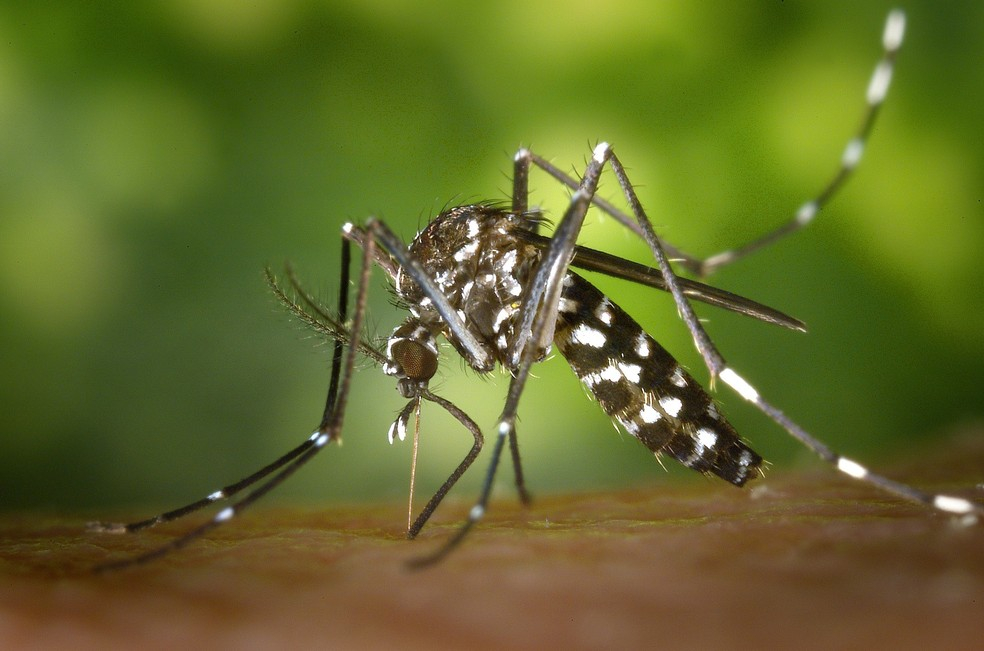 mosquito transmissor da febre amarela aedes aegypti original