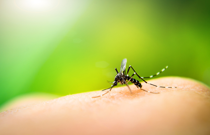 dengue fique atento aos sintomas e saiba como se prevenir original