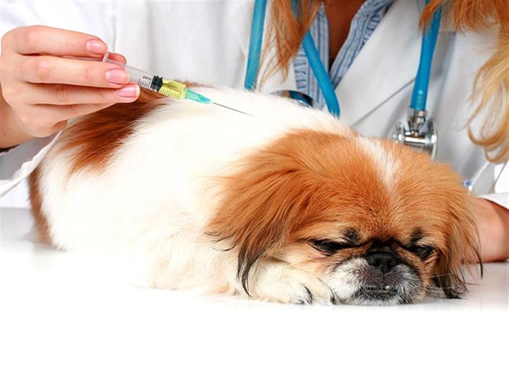 vacinas cachorro Medium